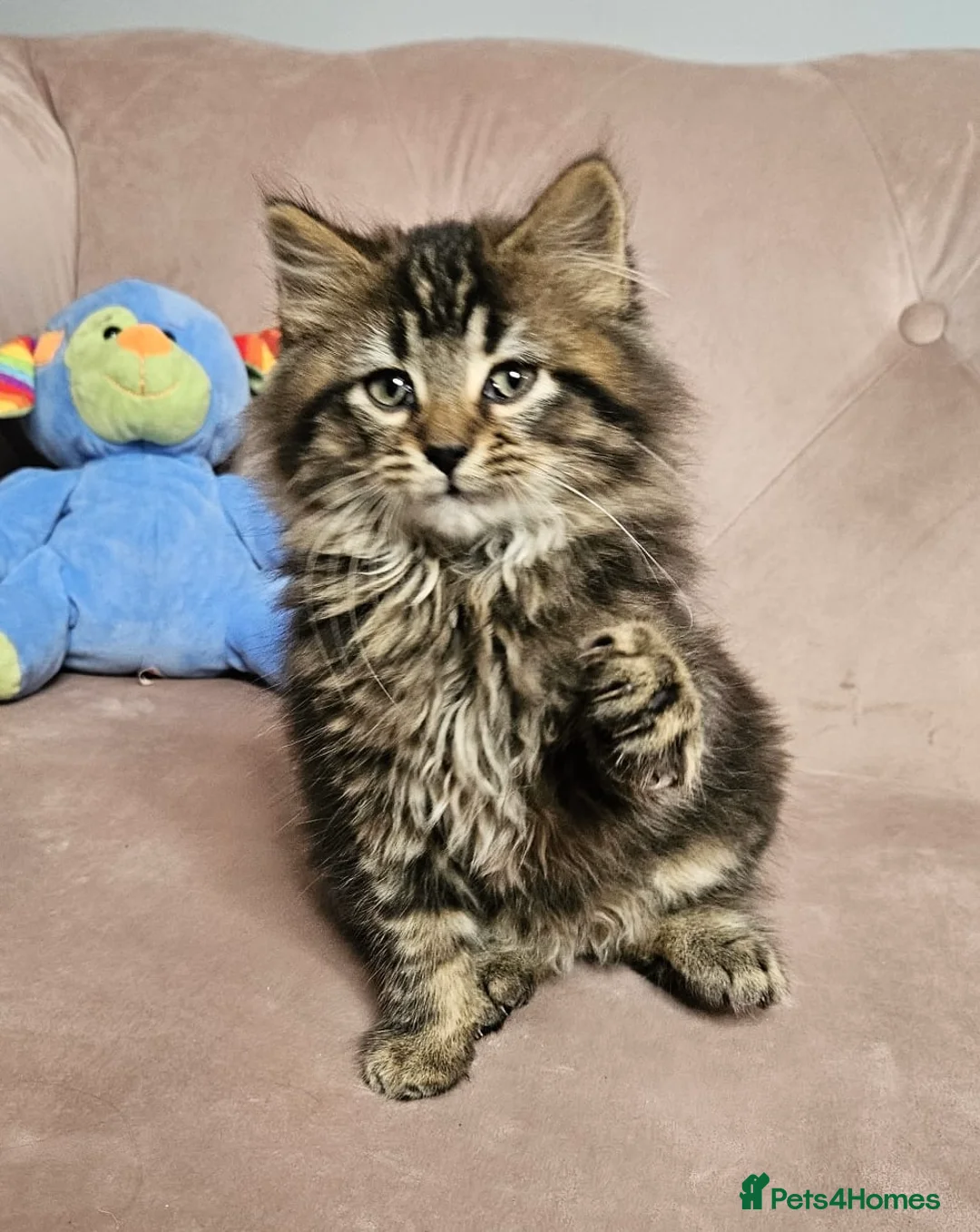 Siberian cats for sale: Siberian kittens, Ready Now 😻 - Advert 1
