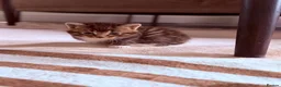 Mixed Breed cats for sale: Cute Kittens Ready for Loving Homes - Advert 20