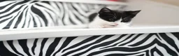 Mixed Breed cats for sale: B&W Kitten looking 4 home  - Advert 7