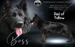 German Shepherd dogs for sale: Beautiful German Shepherd puppies  - Advert 16