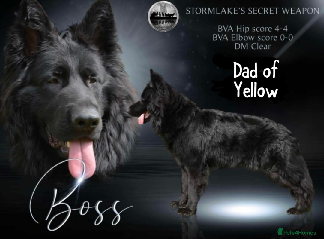 German Shepherd dogs for sale: Beautiful German Shepherd puppies  - Advert 16