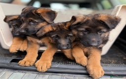 German Shepherd dogs for sale: German Shepard  READY TO LEAVE  - Image 1