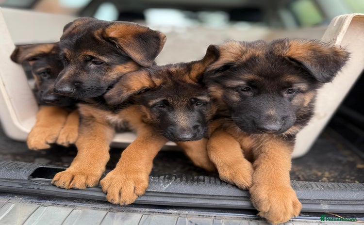 German Shepherd dogs - Advert 4