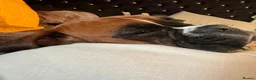 Boxer dogs for sale:  Beautiful Boxer Puppies  in Bristol - Advert 11