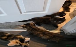 British Longhair cats for sale: 7 kittens boys and girls. British longhair cross  - Image 38