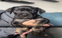 Cane Corso dogs for sale: Beautiful Cane Corso Puppies - Image 9