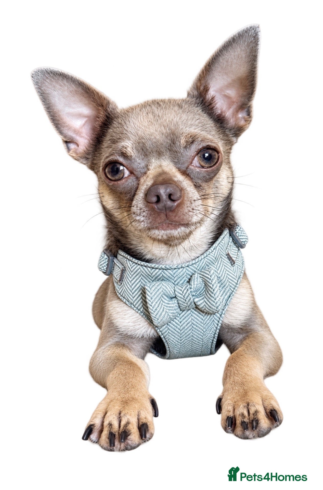 Chihuahua dogs for stud: Proven Tiny Lilac KC registered chihuahua stud  - Advert 13