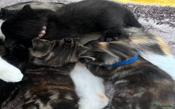 Mixed Breed cats for sale: 4  GORGEOUS TABBY/TORTOISHELL GIRLS.   - Image 20