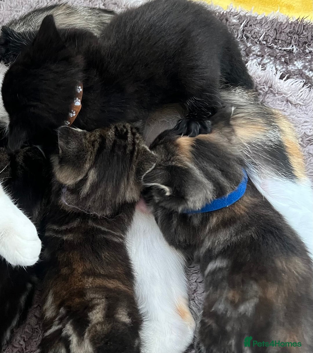 Mixed Breed cats for sale: 4  GORGEOUS TABBY/TORTOISHELL GIRLS.   - Image 20