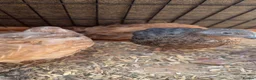 Quail poultry for sale: Gorgeous 8 week old corturnix quail  - Advert 2