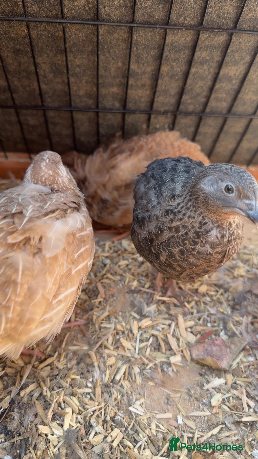 Quail poultry for sale: Gorgeous 8 week old corturnix quail  - Advert 2