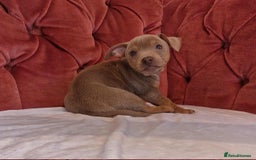 Jack Russell dogs for sale: Beautiful Muchwenlock Jack Russell puppies - Image 24