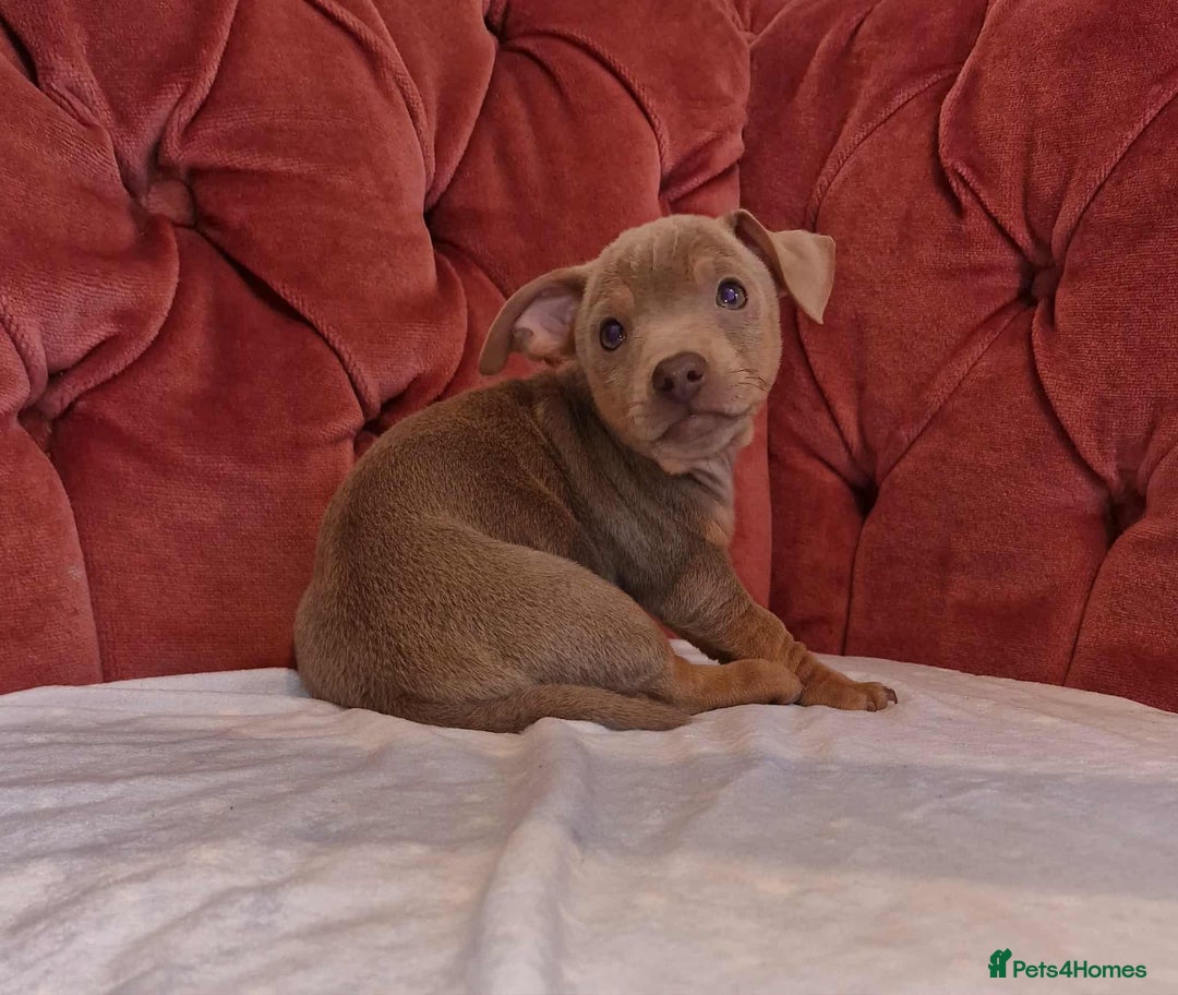 Jack Russell dogs for sale: Beautiful Muchwenlock Jack Russell puppies - Image 24