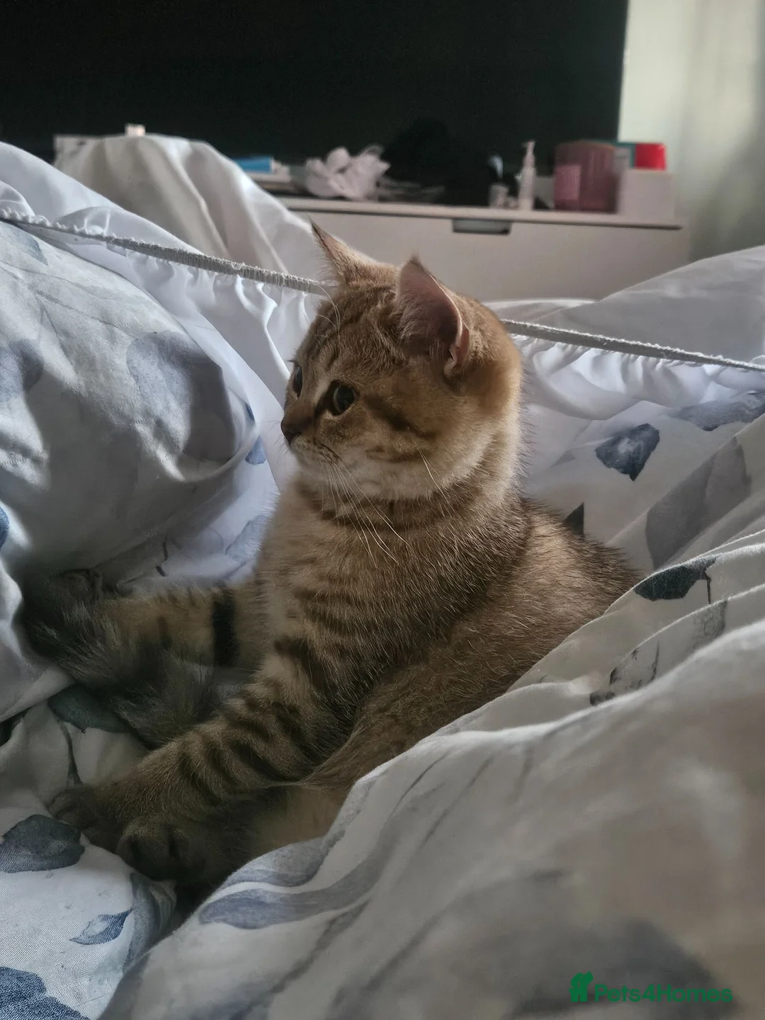 British Shorthair cats for sale: British Shorthair kittens! 2 LEFT!  - Advert 2