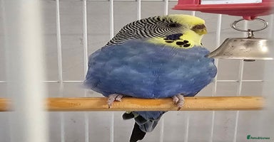 Budgerigars birds - Advert 16