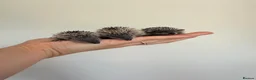 Pygmy Hedgehog rodents for sale: Lesser tenrecs available to reserve  - Advert 5