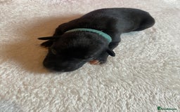 Whippet dogs for sale: 6 Stunning KC Pedigree Whippet Puppies - Image 3