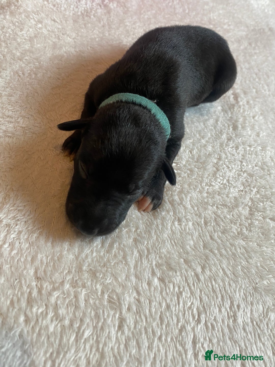 Whippet dogs for sale: 6 Stunning KC Pedigree Whippet Puppies - Image 3