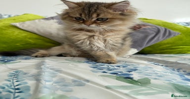 British Longhair cats - Advert 8