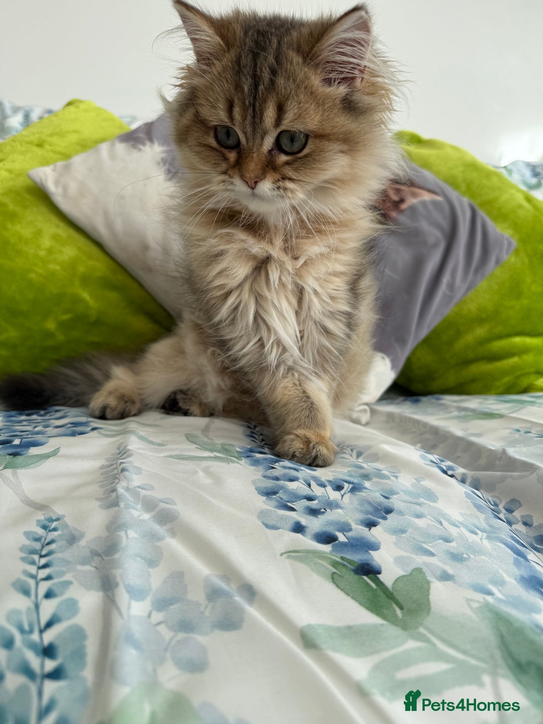 British Longhair cats for sale: Last British Longhair kitten  - Advert 3