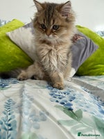 British Longhair cats - Advert 8