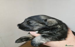 Miniature Schnauzer dogs for sale: Miniature schnauzer's due, KC, Mac, low COI - Image 28