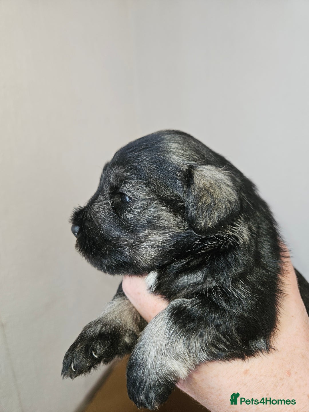 Miniature Schnauzer dogs for sale: Miniature schnauzer's due, KC, Mac, low COI - Image 28