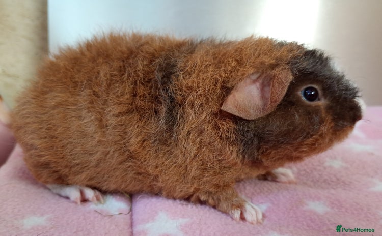 Guinea Pig rodents - Advert 10