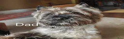 Cairn Terrier dogs for sale: Briarcastle Cairns, 3 beautiful dog puppies in Livingston - Advert 3