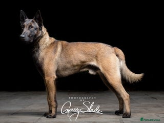 Belgian Shepherd Dog dogs Zeus Proven Stud Dog in Barnsley - Advert 6
