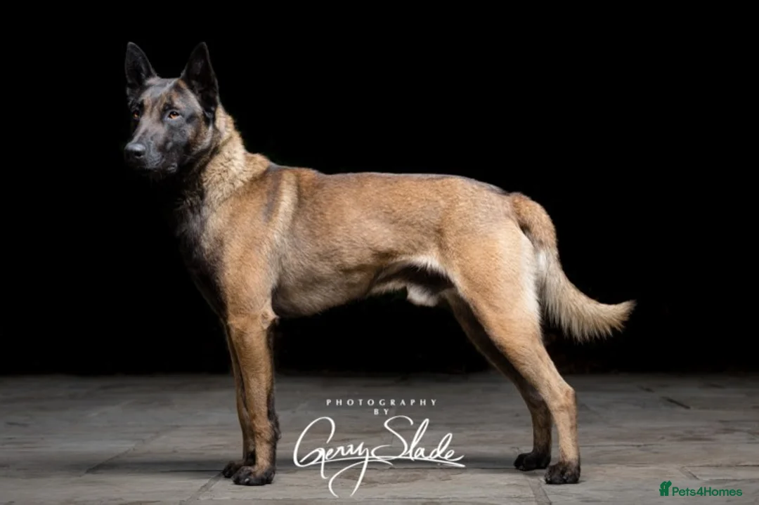 Belgian Shepherd Dog dogs for stud: Zeus Proven Stud Dog - Advert 1