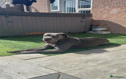 Cane Corso dogs for stud: Female Cane corso for Breed  - Image 4