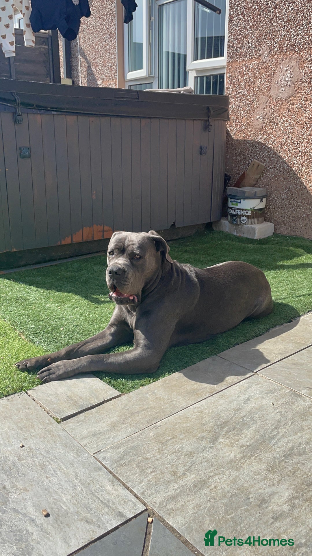 Cane Corso dogs for stud: Female Cane corso for Breed  - Image 4