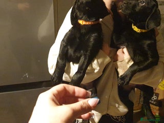 Labrador Retriever dogs Ready to leave 2day KC lab retrievers 12weeks old - Advert 9