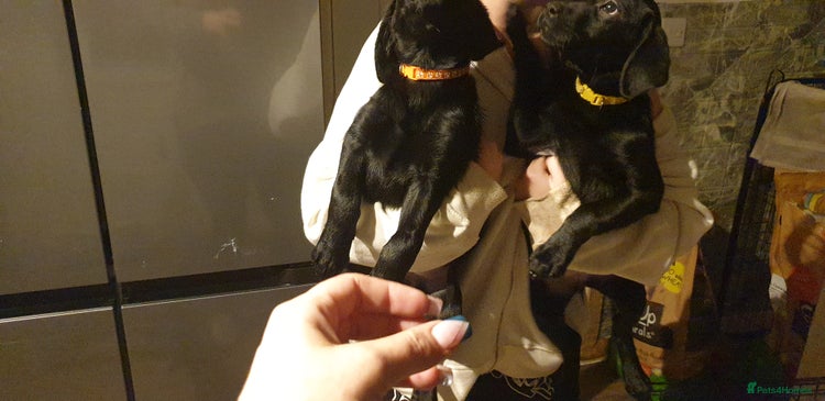 Labrador Retriever dogs Ready to leave 2day KC lab retrievers 12weeks old - Advert 1