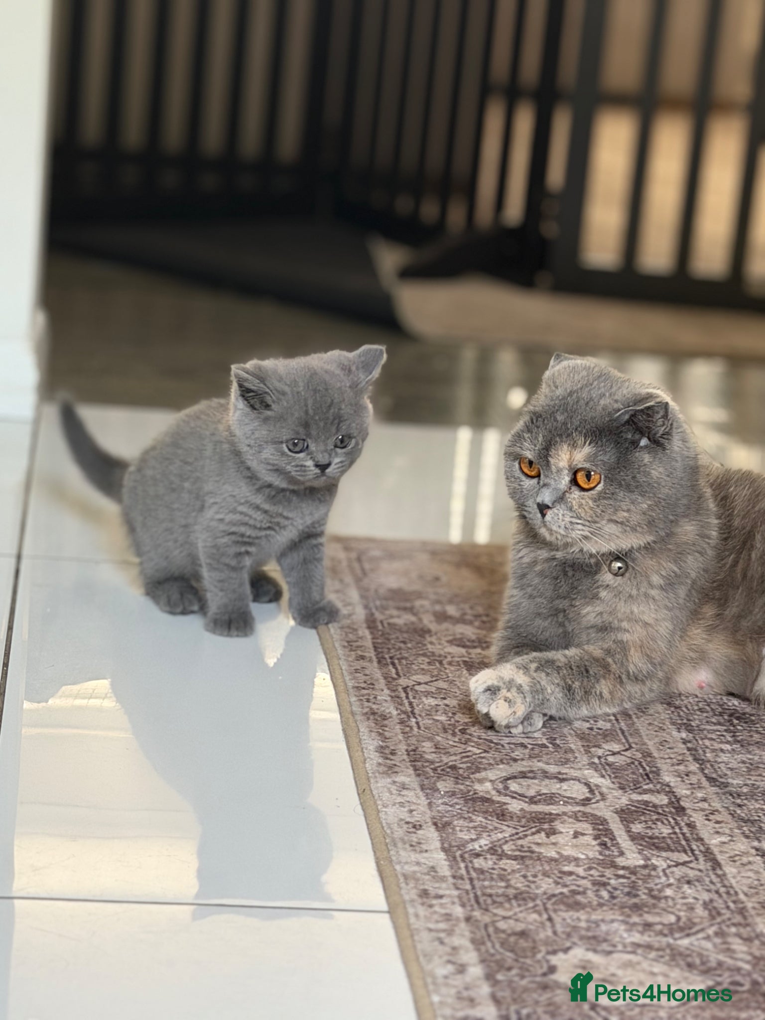 Scottish Fold cats for sale: Beautiful Scottish Fold Kittens Ready From 10/06 in Leatherhead - Advert 10