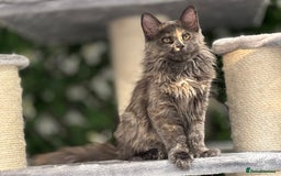 Maine Coon cats for sale: Tica Stunning Kittens  - Image 26