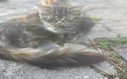 Mixed Breed cats for sale: Two Female 5 month old Kittens Mainecoon mix - Image 3
