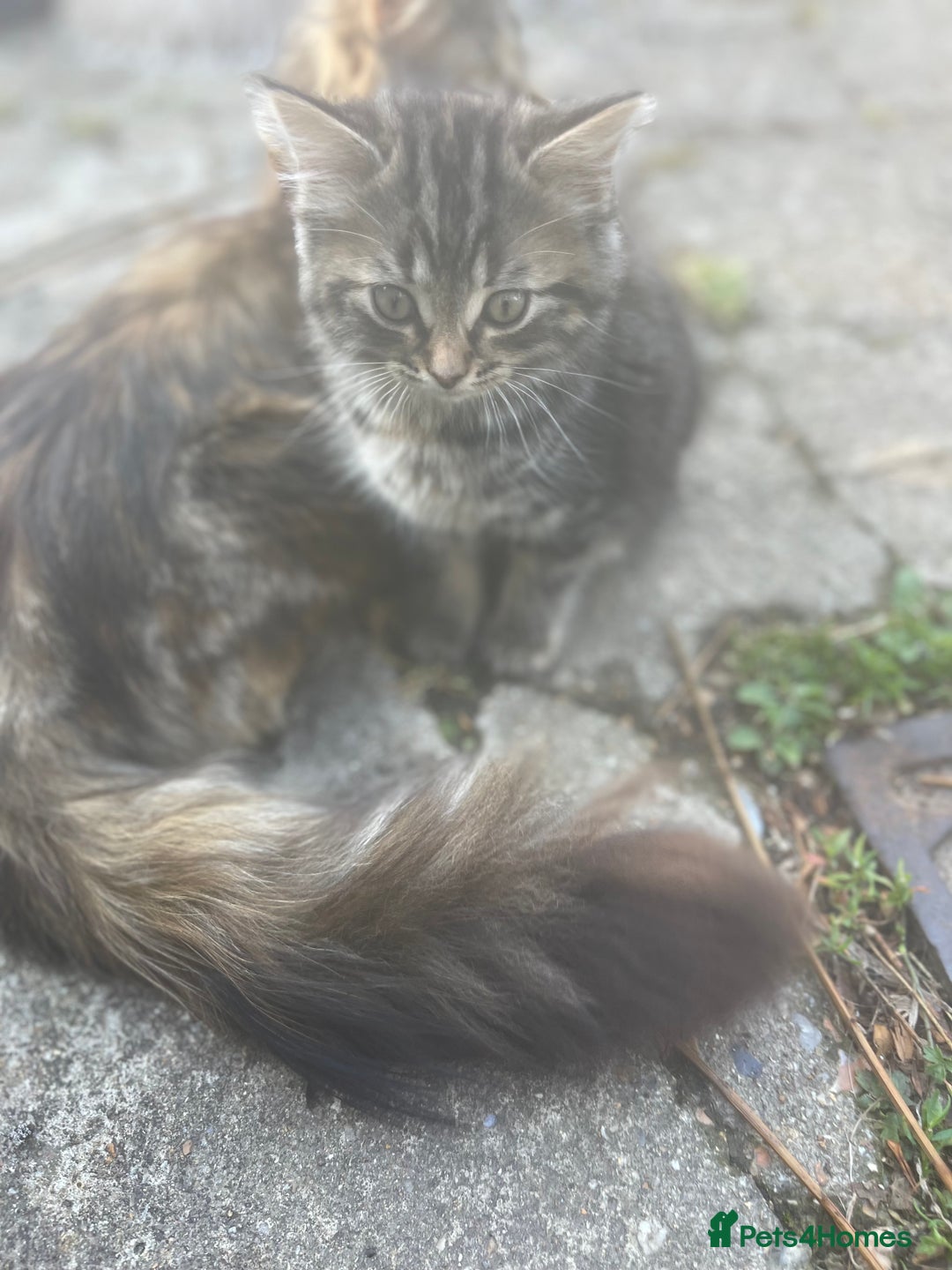 Mixed Breed cats for sale: Two Female 5 month old Kittens Mainecoon mix - Image 3