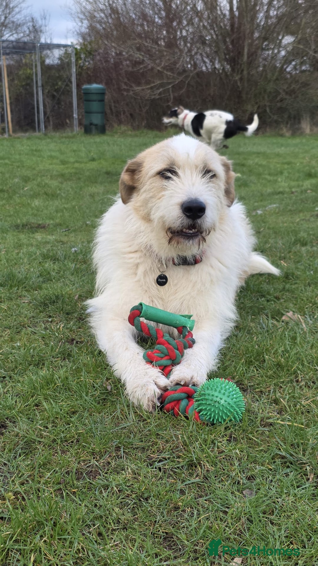 Mixed Breed dogs for adoption: Hershey & Harley 💙 still Waiting - Advert 12