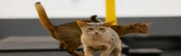Abyssinian cats for sale: Marvellous Margot - Advert 11