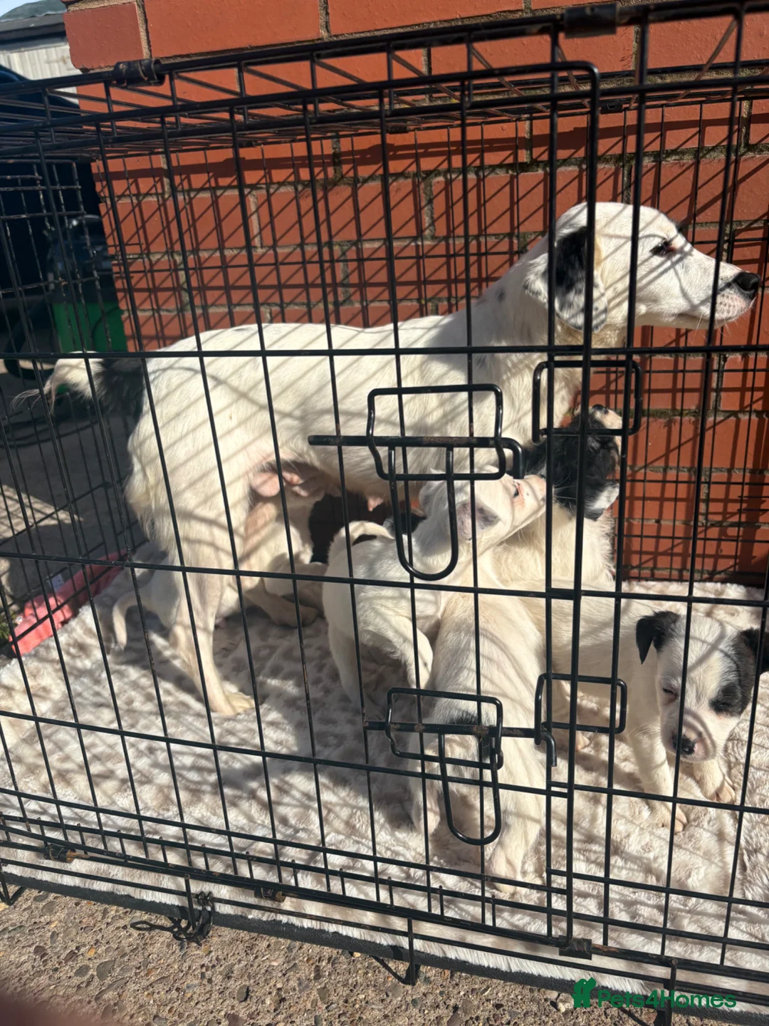 Mixed Breed dogs for sale: Cockerjacks  - Advert 1