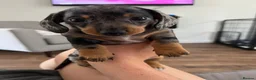Miniature Dachshund dogs for sale: KC champion miniature short coat dachshund    in Preston - Advert 5