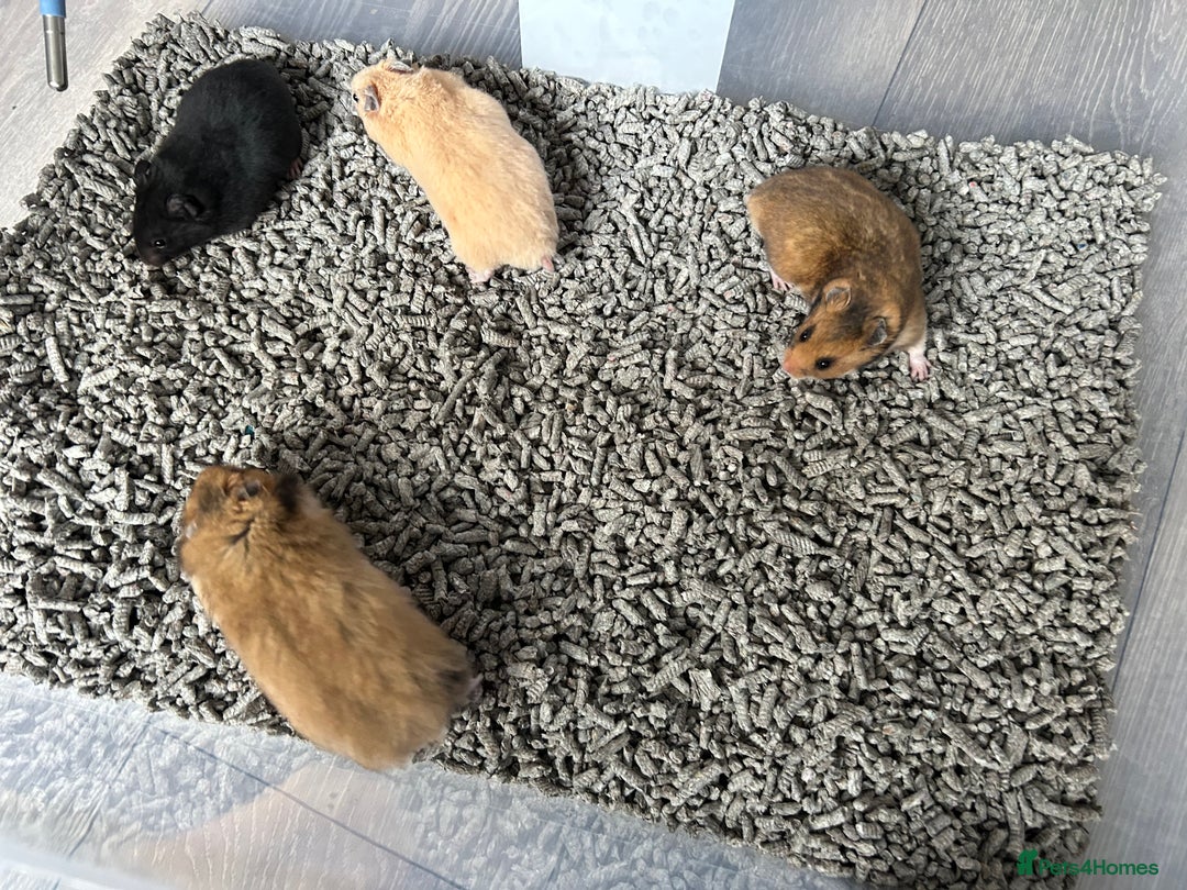 Hamster rodents for sale: Mixed males & female baby Syrian hamsters  - Advert 4