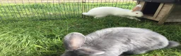 New Zealand rabbits for sale: Last New Zealand Rabbit - Advert 5