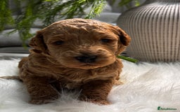 Labradoodle dogs for sale: Premium Multigen Labradoodle Puppies  - Advert 11