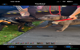 Staffordshire Bull Terrier dogs for stud: STORM FOR STUD in Newton Aycliffe - Image 33