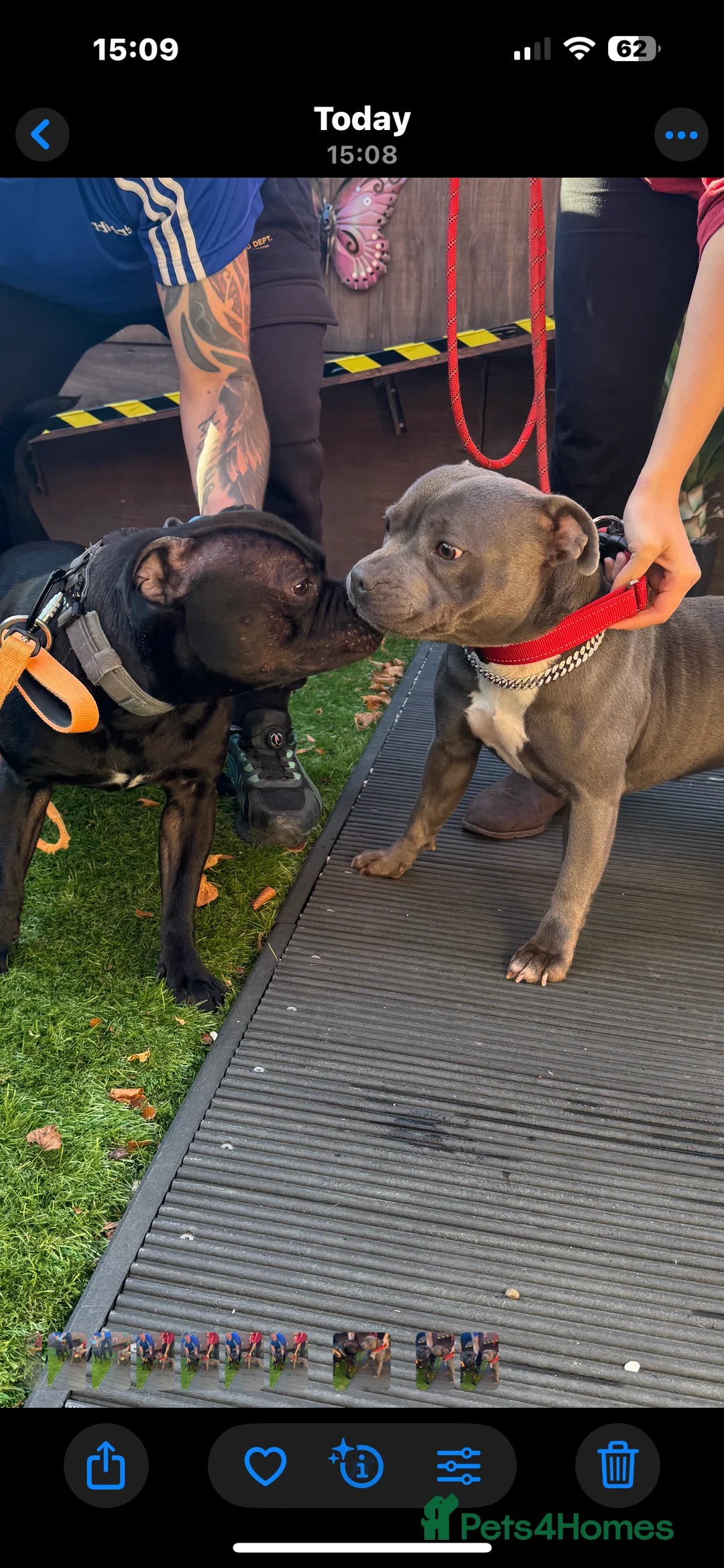 Staffordshire Bull Terrier dogs for stud: STORM FOR STUD in Newton Aycliffe - Advert 33