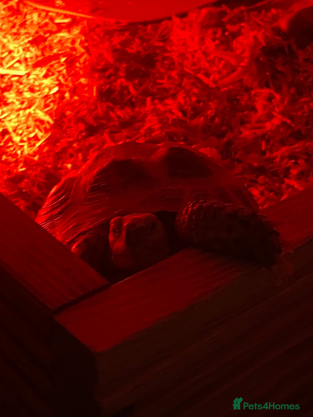 Tortoise reptiles for sale: Horsefield tortoise  - Advert 2