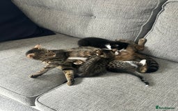 Mixed Breed cats for sale: 2 beautiful tabby girls and 1 Black & white Boy - Image 14